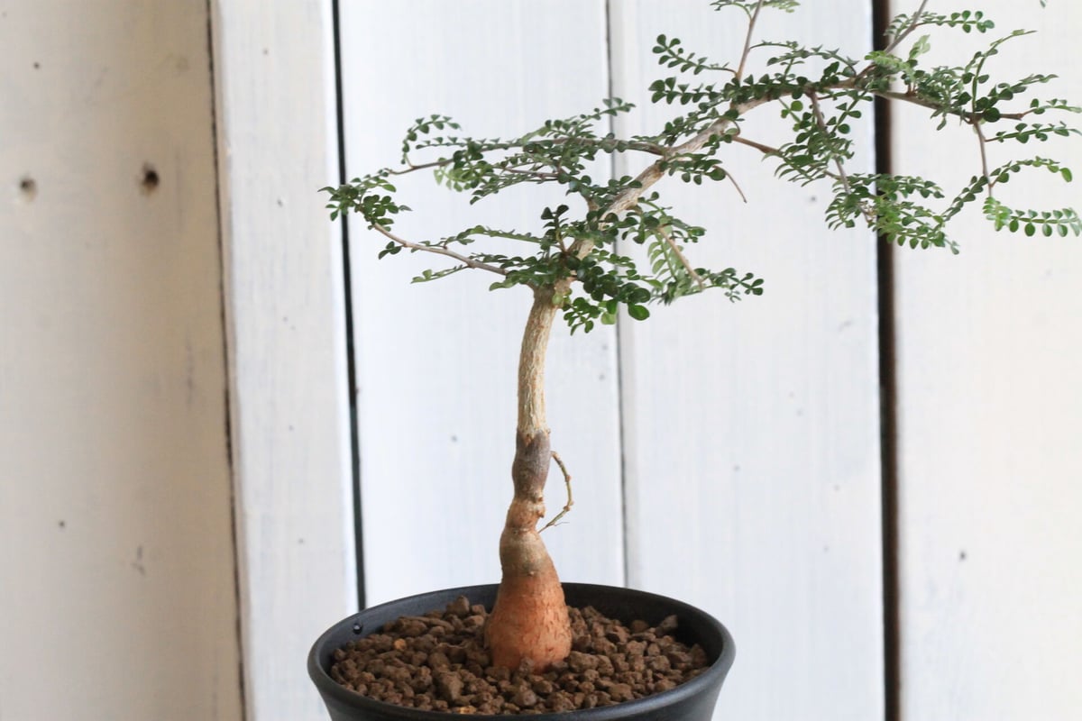 実生8年　オペルクリカリア　デカリー オペルクリカリア デカリー 実生 - 観葉植物・生花・ドライ