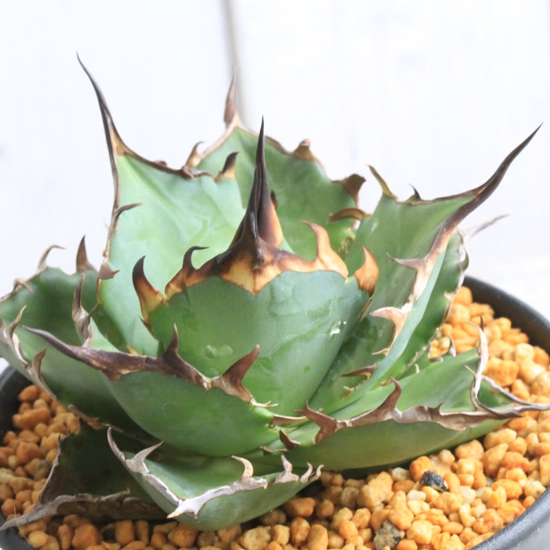 8月31日までの出品です。 アガベチタノタ ハデス コレクション株 8月31