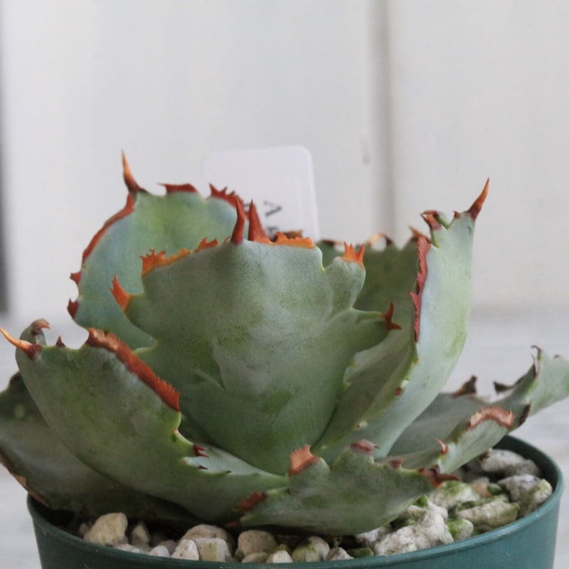 アガベ イシスメンシス 甲蟹【特選連刺】（カブトガニ