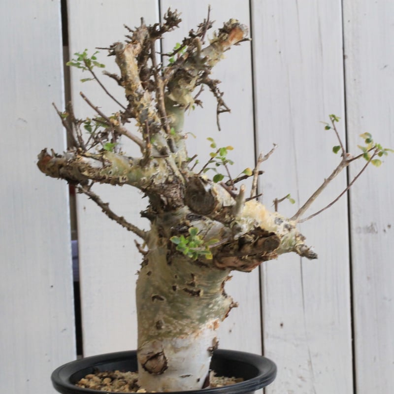 コミフォラ カタフ ターカネンシス 現地球④ | hanayoshi-botanical