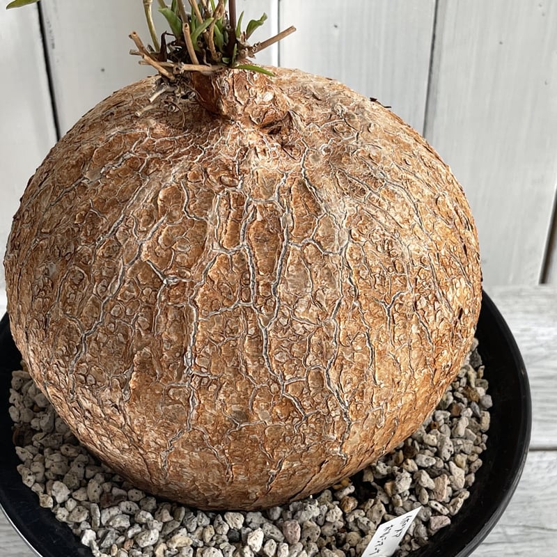 イポメア ボルシアーナ | hanayoshi-botanical