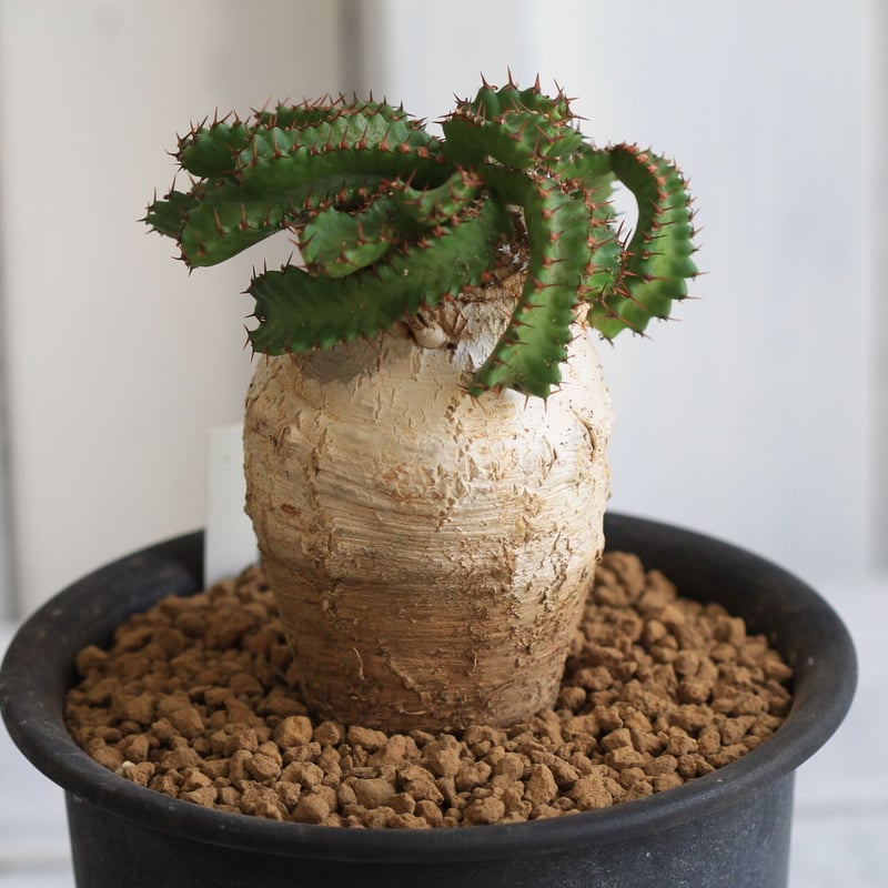 Eupholbia ステラータ 飛竜 | hanayoshi-botanical