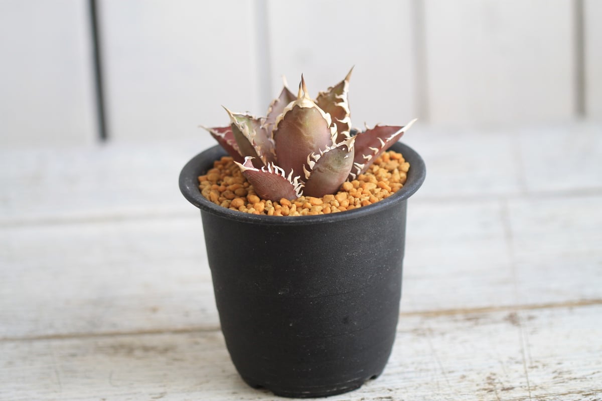 アガベチタノタハデス、SAD、レッドキャット3点おまとめ　現品鉢ごと発送 アガベ チタノタ ハデス 中株 オテロイ レッドキャット SAD シエラ