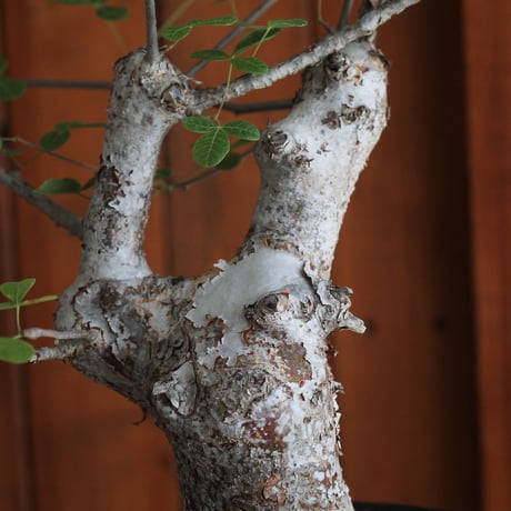 commiphora　オルビクラリス