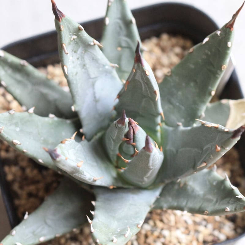 アガベ　ユタエンシス　ドワーフ アガベ ユタエンシス ドワーフ | hanayoshi-botanical