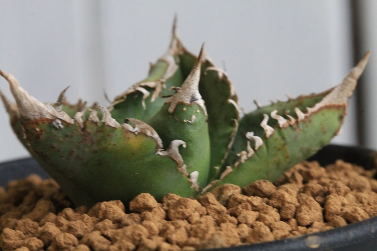 アガベ チタノタ EU34 スタッズタイプ | hanayoshi-botanical