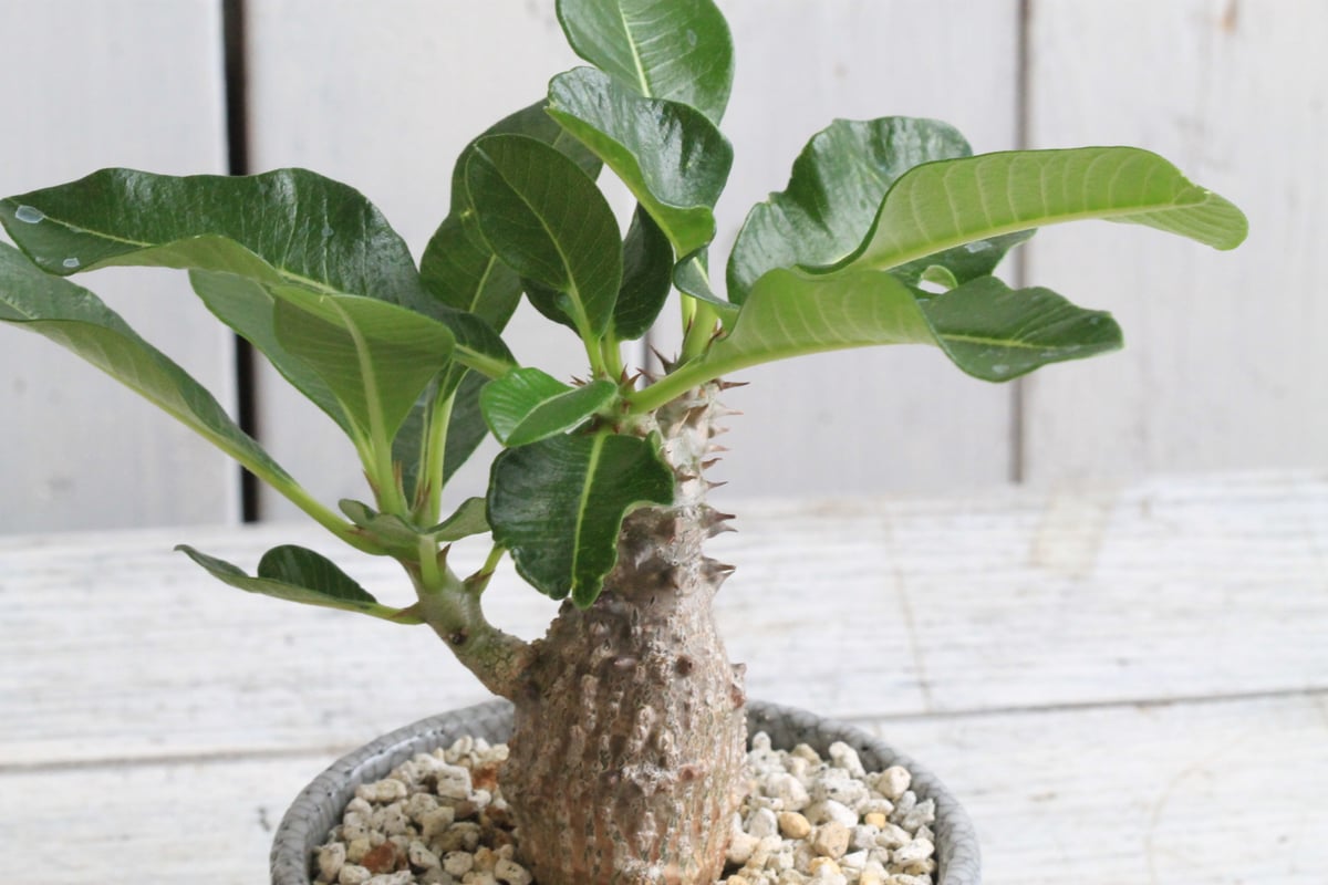 国内実生 パキポディウム ウィンゾリー パキポディウム ウィンゾリー 実生 | hanayoshi-botanical