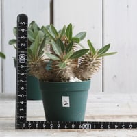 パキポディウム タッキー大黒×タッキー | hanayoshi-botanical