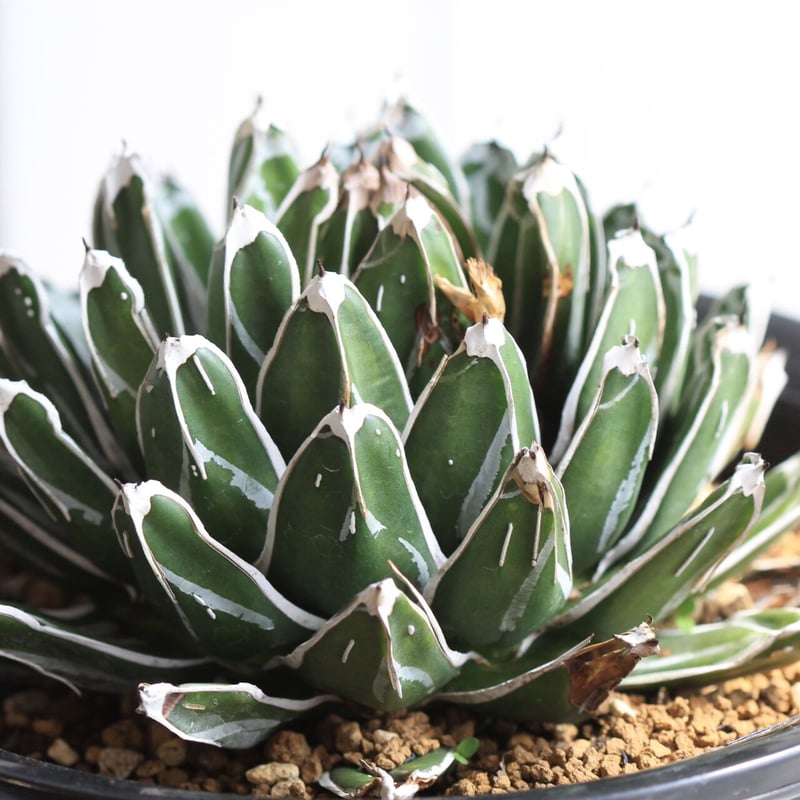 アガベ 児玉姫笹の雪 | hanayoshi-botanical