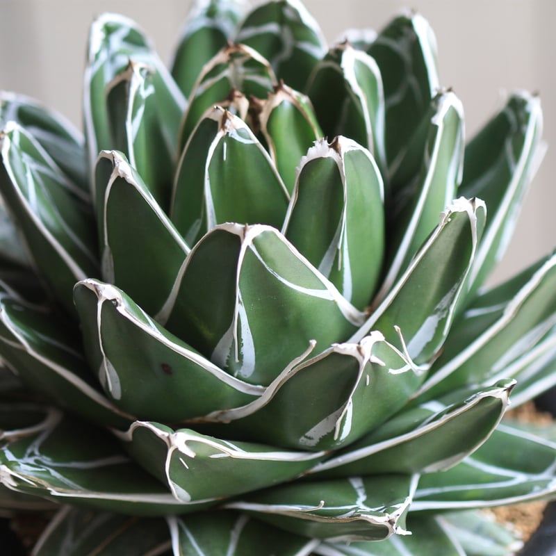 agave アガベ 笹ノ雪 極氷山 白覆輪虎斑