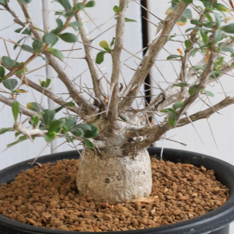 フォークイエリア コルムナリス 観峰玉 | hanayoshi-botanical