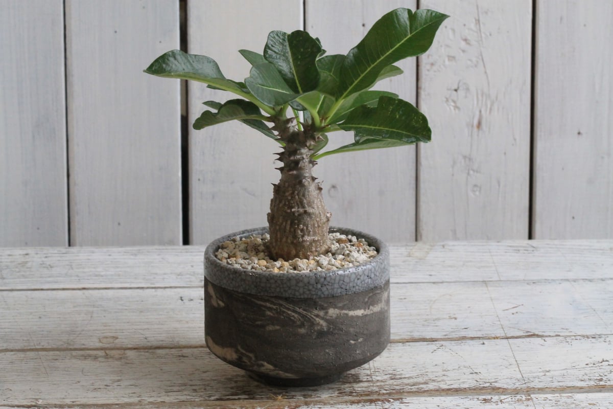 【(実生・開花球)パキポディウム ウィンゾリー】 パキポディウム ウィンゾリー（実生）①Hanayoshi-botanical