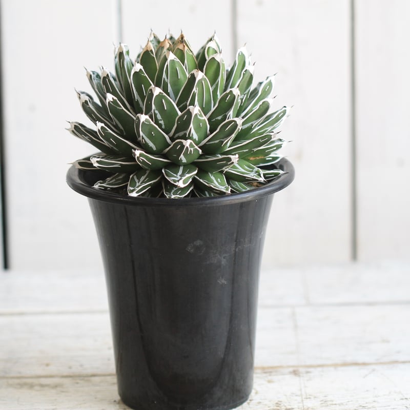 アガベ 児玉姫笹の雪 | hanayoshi-botanical