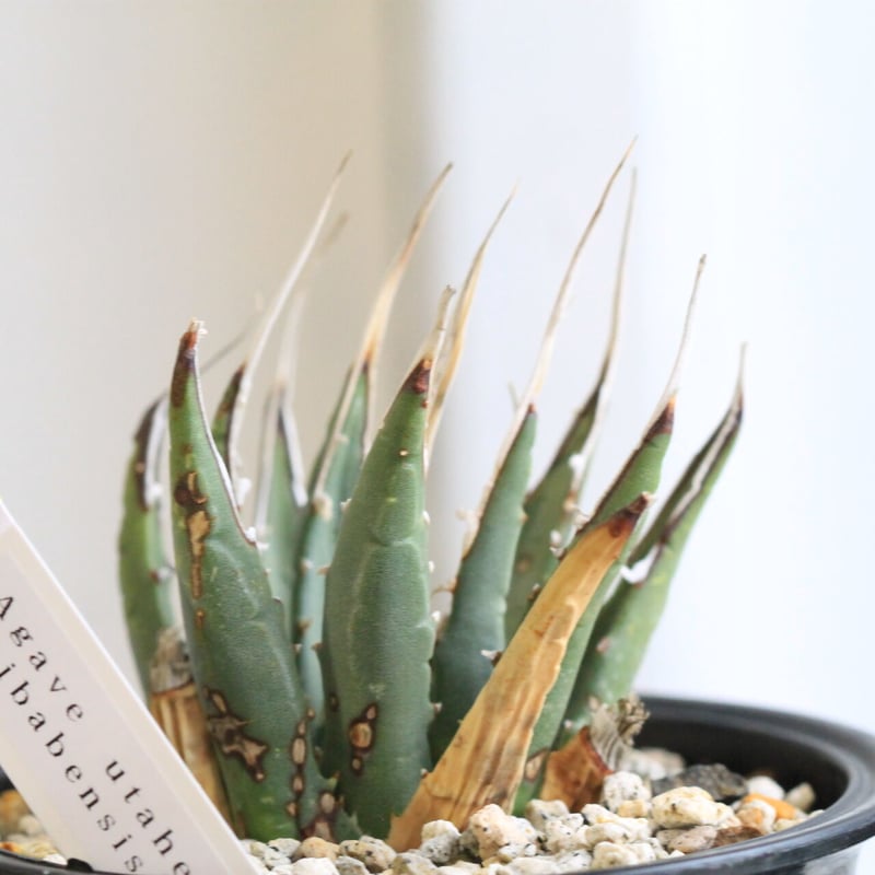 アガベ ユタエンシス カイバベンシス | hanayoshi-botanical