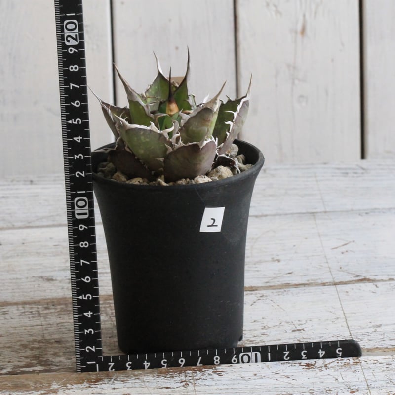 アガベ チタノタ スパーワン② | hanayoshi-botanical