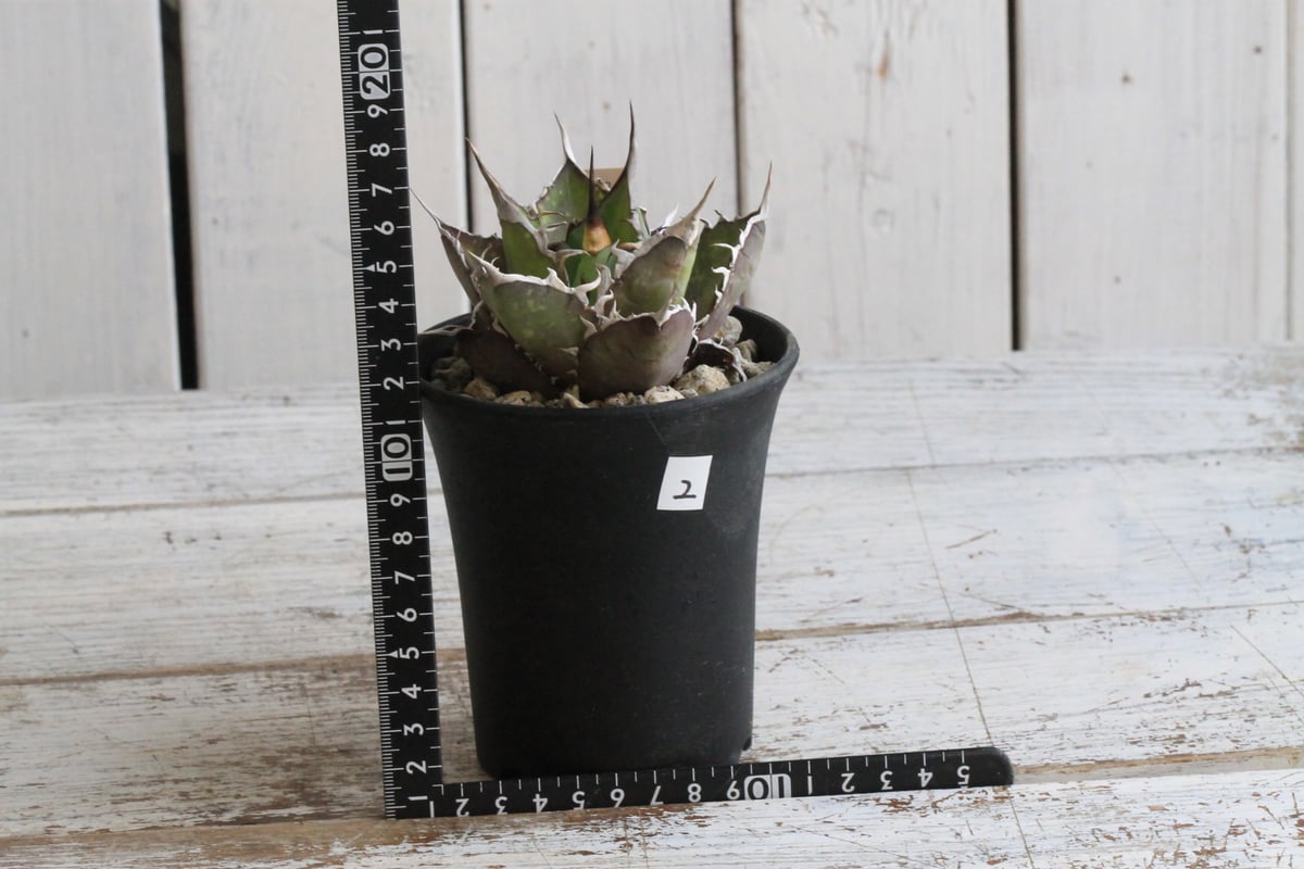 アガベ チタノタ スパーワン② | hanayoshi-botanical