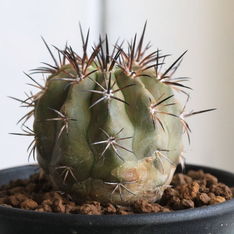 コピアポア マレッティアナ | hanayoshi-botanical