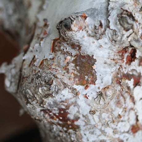 commiphora　オルビクラリス