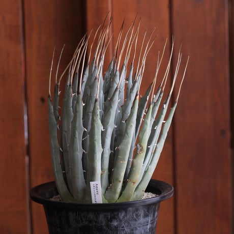 Agave　ユタエンシス　エボリスピナ