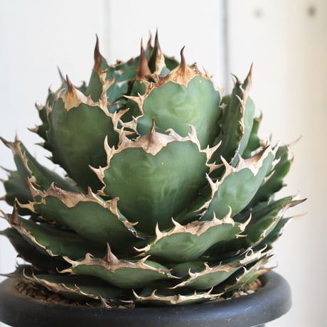 Agave titanota (N.F)