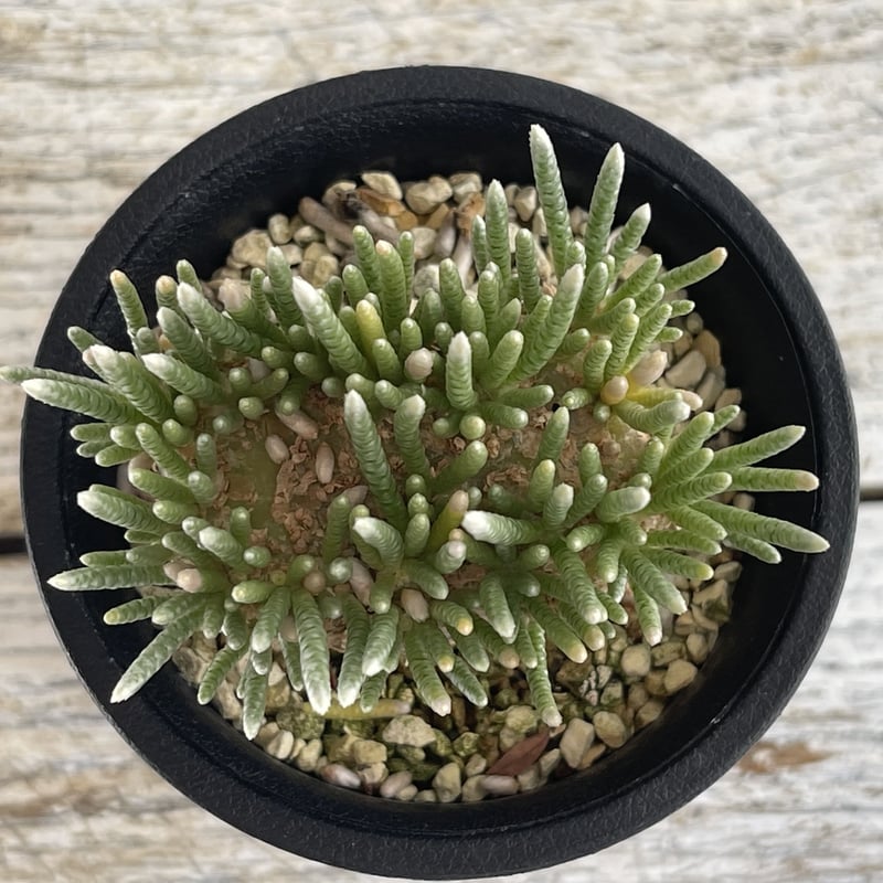 bアボニア クイナリア アルストニー 大きめ アボニア アルストニー