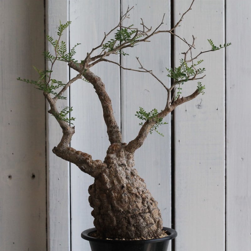 オペルクリカリア パキプス | hanayoshi-botanical