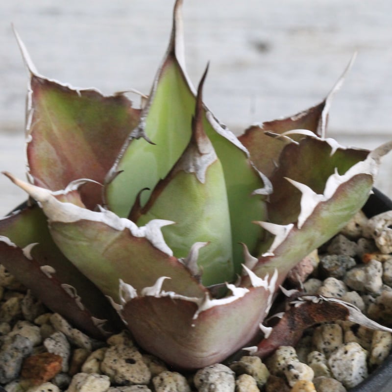 アガベ チタノタ スーパーワン③ | hanayoshi-botanical