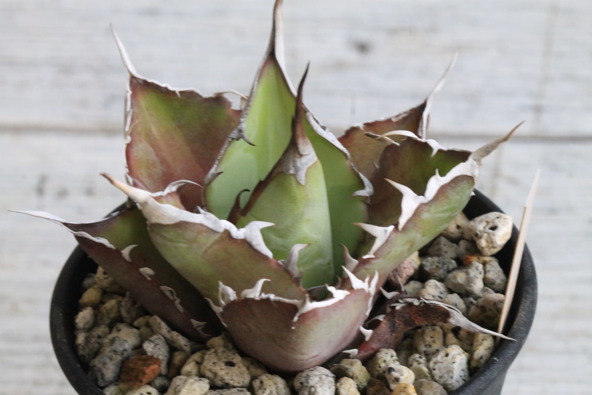 アガベ　スーパーチタノタ　鉢付き アガベ チタノタ スーパーワン③ | hanayoshi-botanical