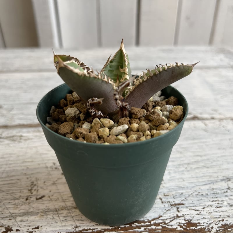 アガベ チタノタ（裏刺） | hanayoshi-botanical