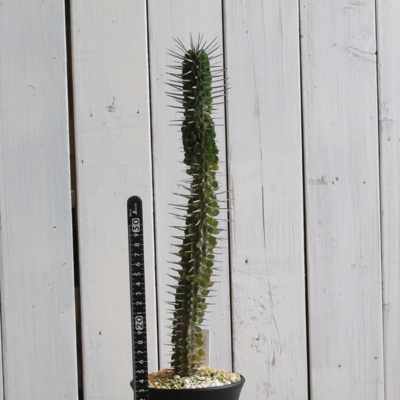 アローディア モンタグナッキー 園芸ネット本店｜アローディア：モンタグナッキー 5号硬質ポット25-02