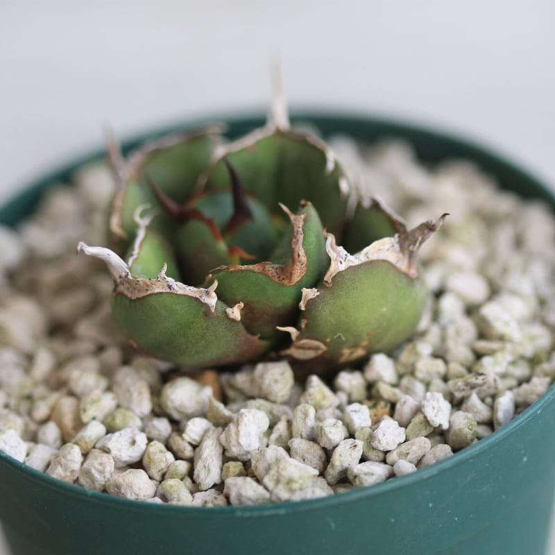 アガベ GGコンパクタ | hanayoshi-botanical