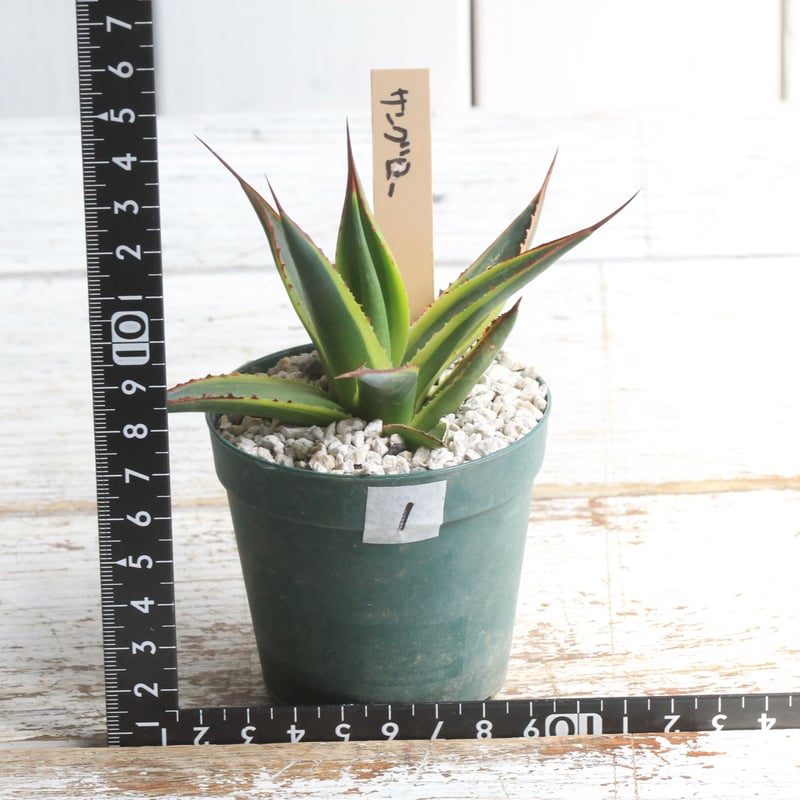 ☆アガベ☆サングロー☆4.5ポット☆希少☆ ☆アガベ☆サングロー☆4.5号ポット☆希少☆ アガベ サングロー①