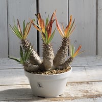 フォークイエリア プルプシー 実生 | hanayoshi-botanical