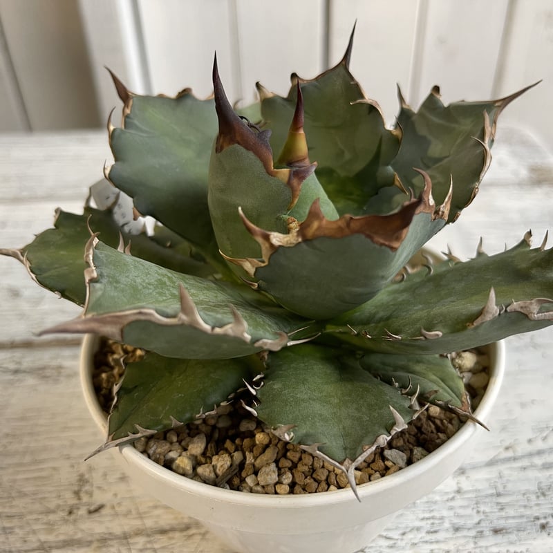 アガベ チタノタ NO.1 | hanayoshi-botanical