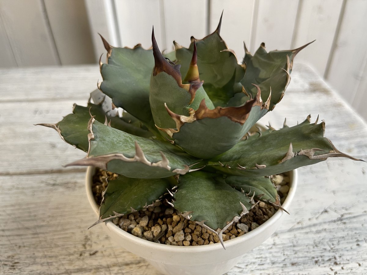 アガベ チタノタ NO.1 | hanayoshi-botanical