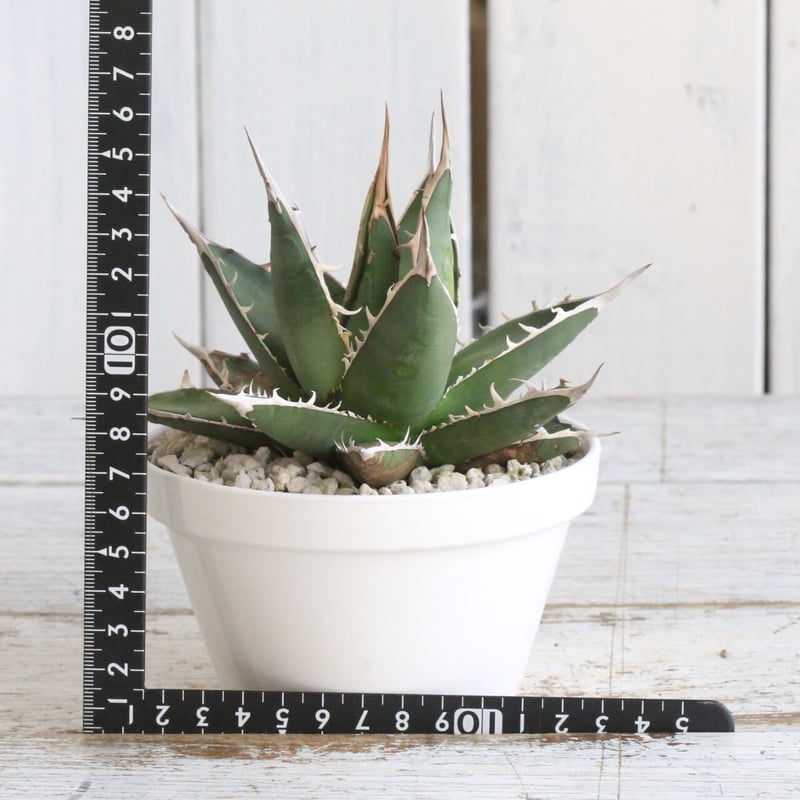 アガベ 帝釈天 覆輪 希少レア株 アガベ帝釈天(大株)-001|agave アガベ 帝釈天 覆輪 希少レア株 アガベ帝釈天(大株)-001|agave