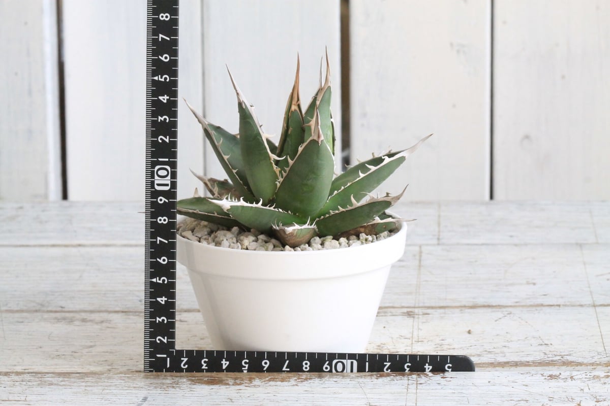 アガベ 帝釈天 | hanayoshi-botanical