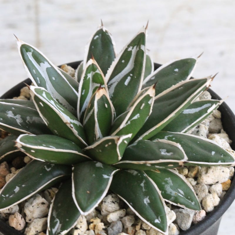 ダルマ　姫笹の雪　 アガべ　極上株 アガベ 極姫笹の雪 | hanayoshi-botanical