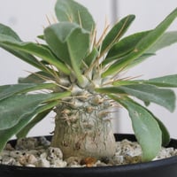 ユッカ アロイフォリア（中斑） | hanayoshi-botanical