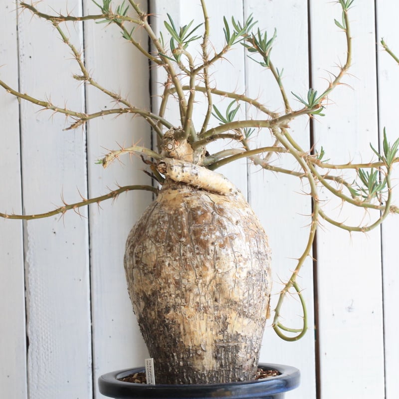 EMP パキポディウム サキュレンタム / Pa80 EMP パキポディウム サキュレンタム / Pa80 EMP パキポディウム