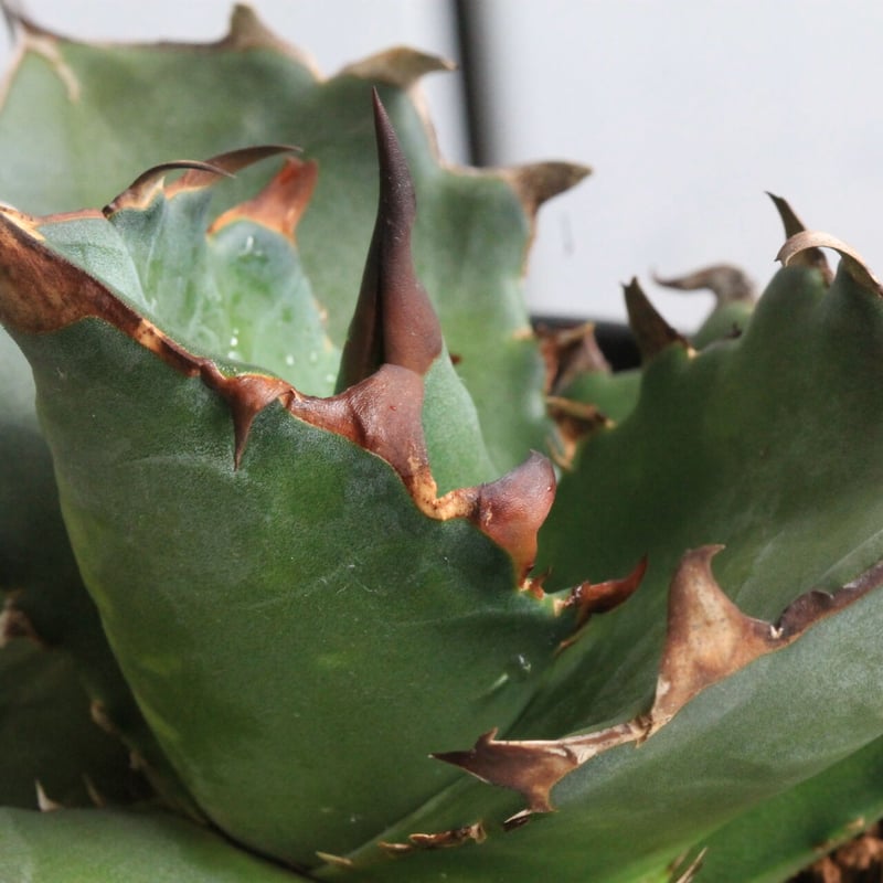 アガベ チタノタ FO76 強棘丸葉タイプ 特選大株 アガベ チタノタ Fo76 巨大トップスピン表裏棘の極選抜 | 希少