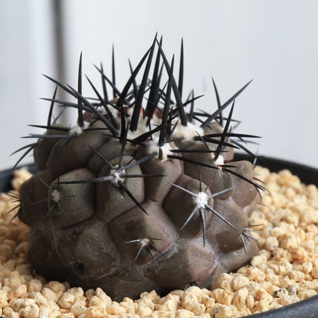 コピアポア　デュラ錦　ダブルヘッド　実生 コピアポア シネレア✖デュラ（実生） | hanayoshi-botanical
