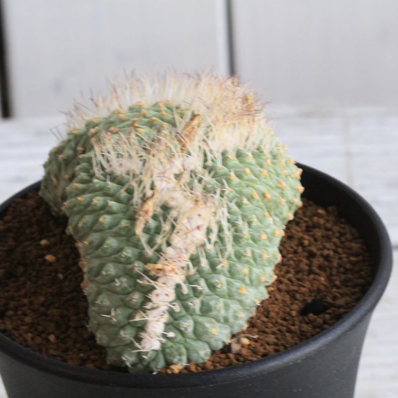 ストロンボカクタス 菊水綴化 | hanayoshi-botanical ストロンボカクタス 菊水綴化 | hanayoshi-botanical