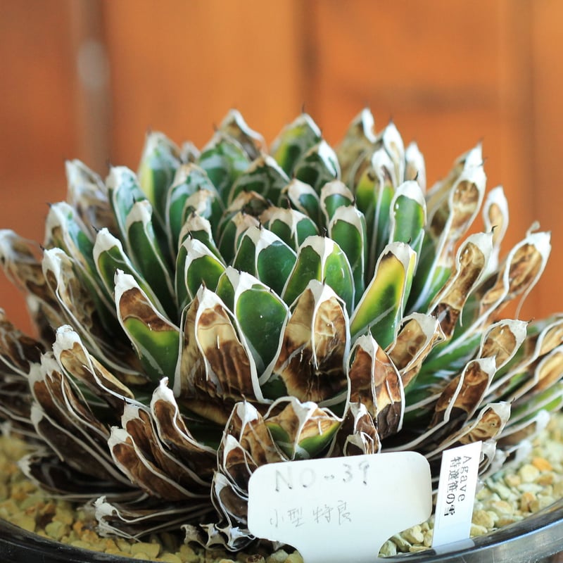 ⑨アガベ笹の雪 victoriaereginae agave victoriae-reginae 姫笹の雪 | hanayoshi-botanical