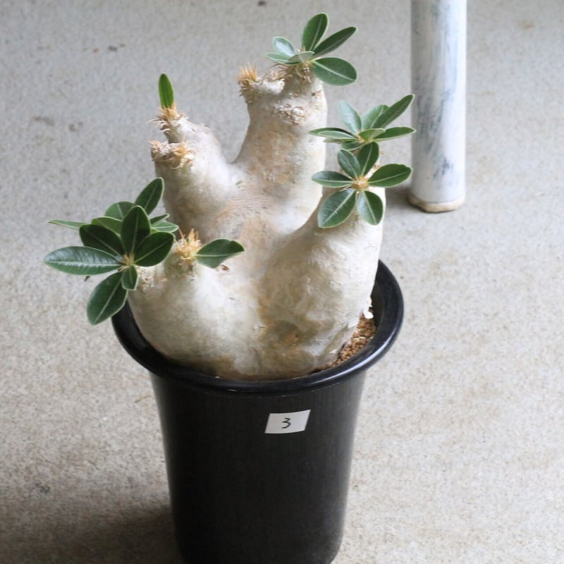 パキポディウム エブレネウム 発根済 コーデックス：パキポディウム エブレネウム 実生*塊根幅9cm