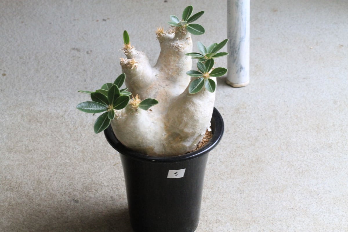 パキポディウム エブレネウム | hanayoshi-botanical