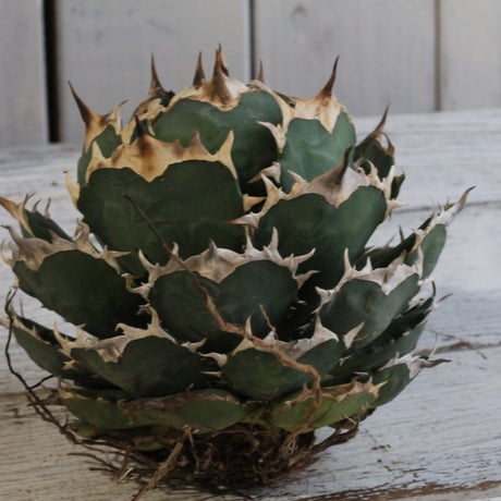 Agave titanota Jupiter