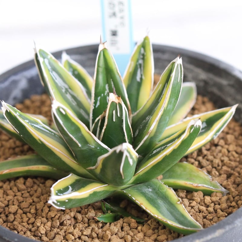 Agave 笹の雪 輝山 | hanayoshi-botanical Agave 笹の雪 輝山 | hanayoshi-botanical