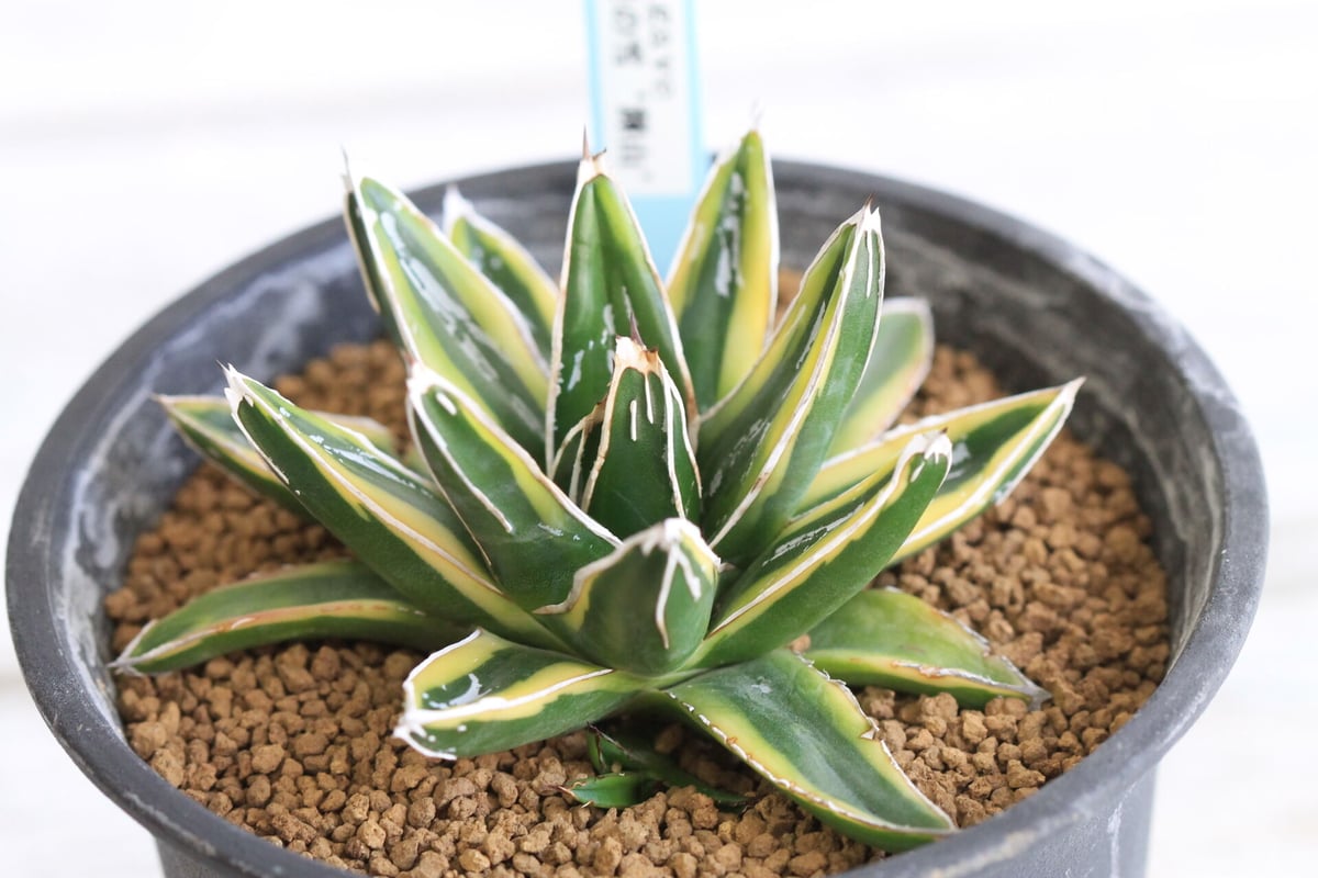 Agave 笹の雪 輝山 | hanayoshi-botanical Agave 笹の雪 輝山 | hanayoshi-botanical