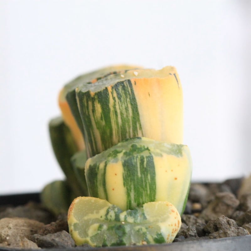 ハオルチア 玉扇錦 北斎錦 | hanayoshi-botanical